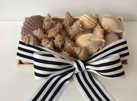 Mixed Seashells for Decoration