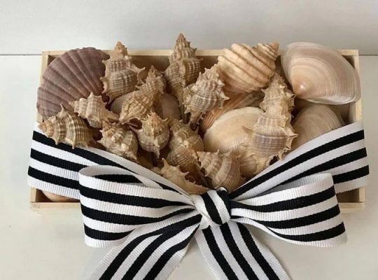 Mixed Seashells for Decoration