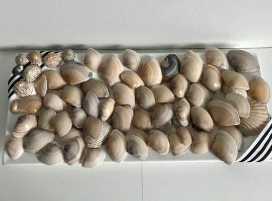 Bulk Mixed Lot of Australian Seashells