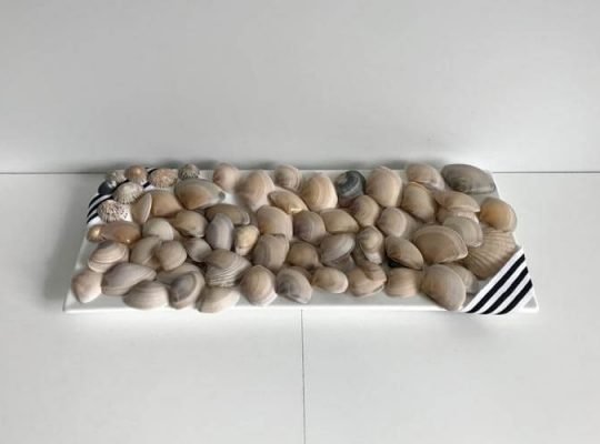 Bulk Mixed Lot of Australian Seashells