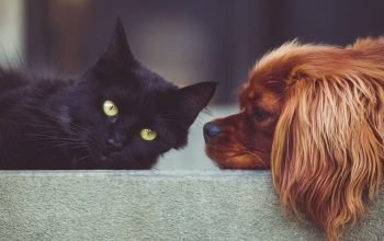 The Best Products for Your Favourite Pets!